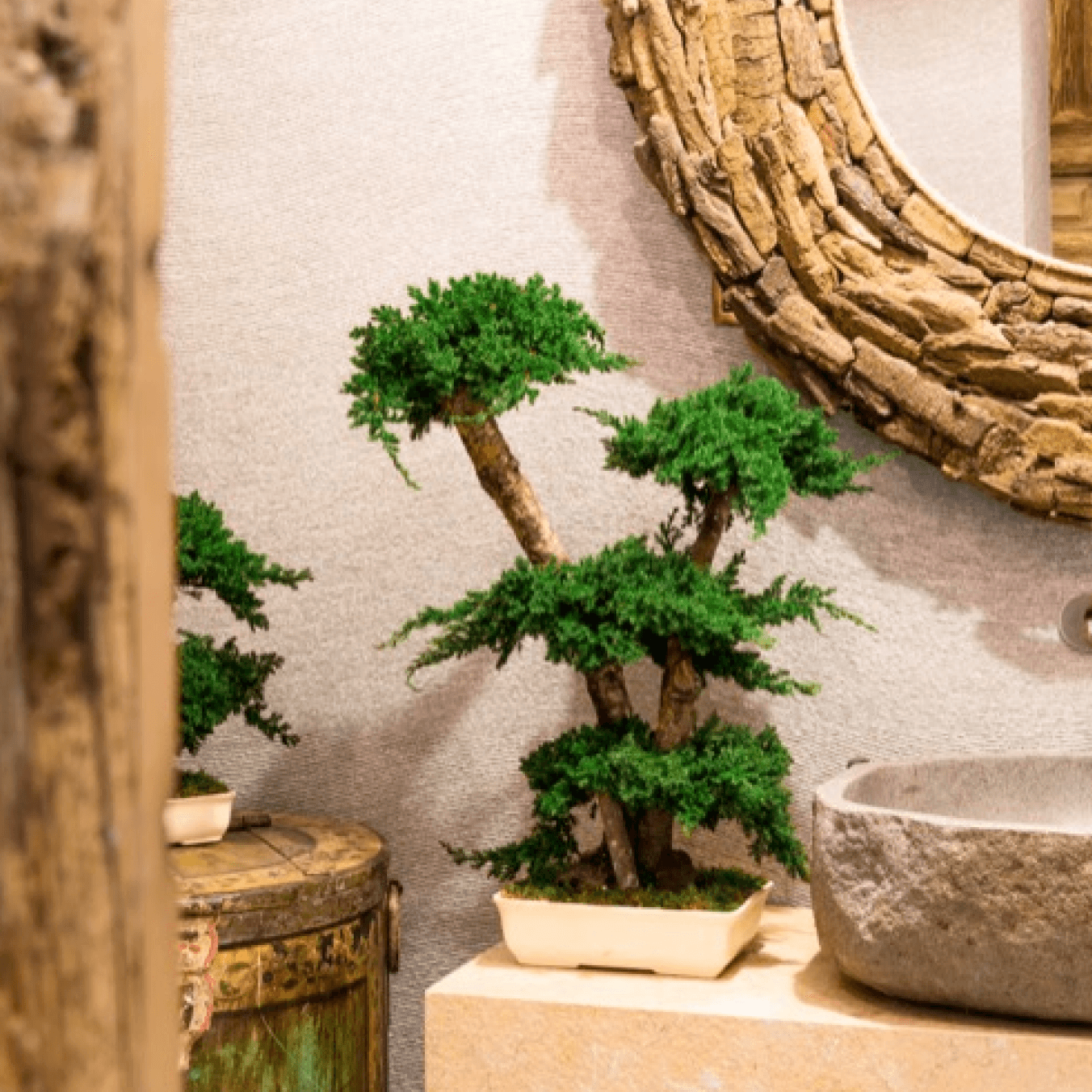 Juniperus Bonsaï - Pando
