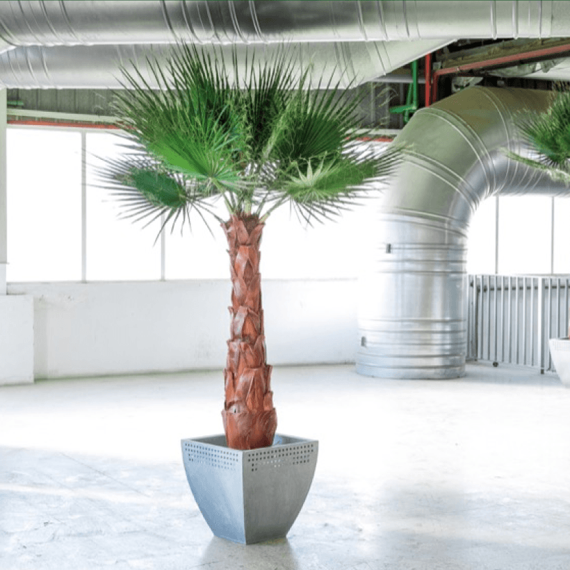 Palmier Washingtonia - Pando