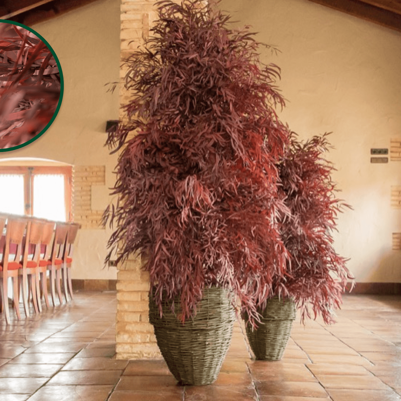 Nicoly large (Eucalyptus) - Pando