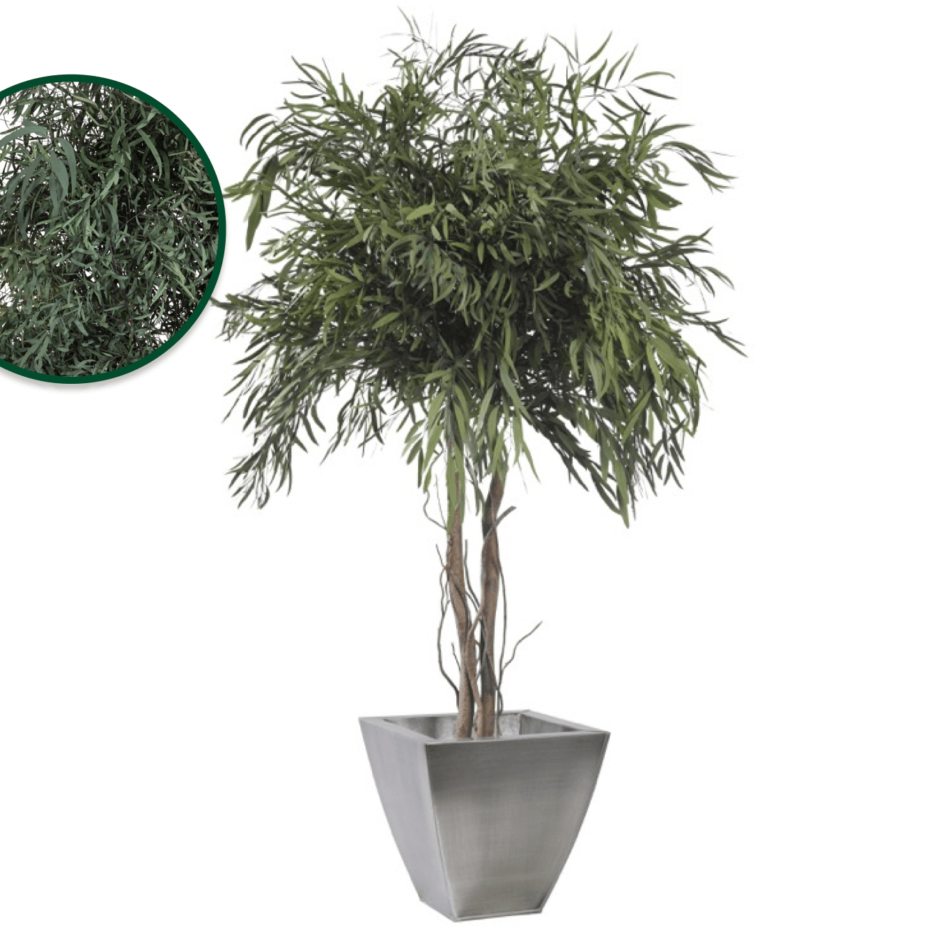 Nicoly crown (Eucalyptus) - Pando