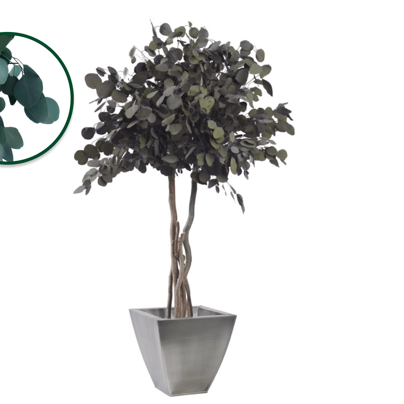 Populus crown (Peuplier) - Pando