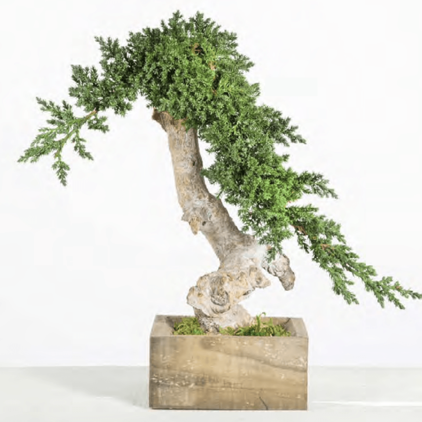 Simple Root Bonsaï - Pando