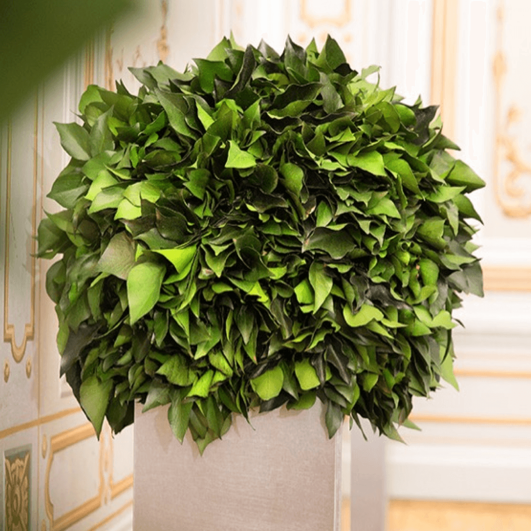 Hedera Topiary (1 Sphère) - Pando