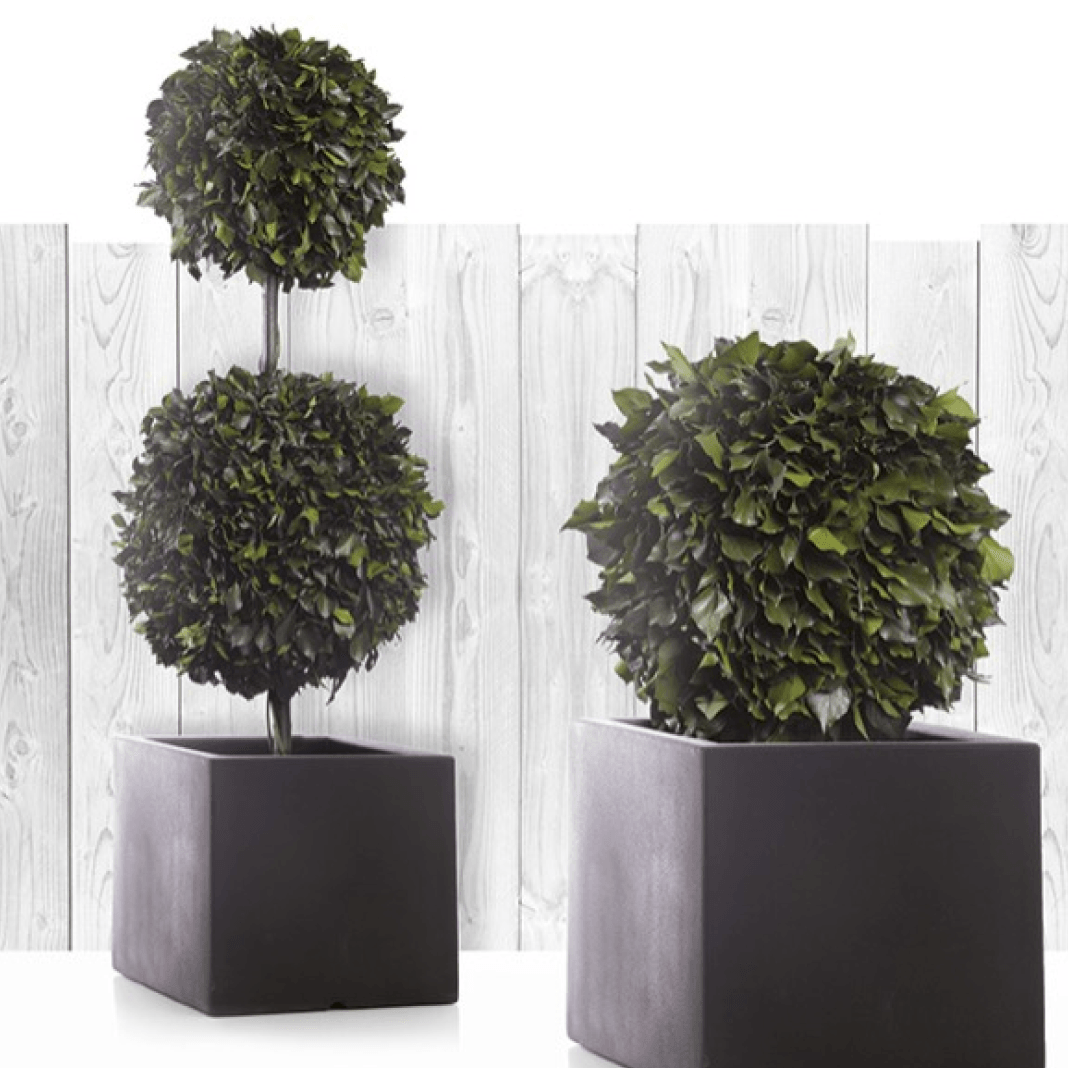 Hedera Topiary (2 Sphères) - Pando