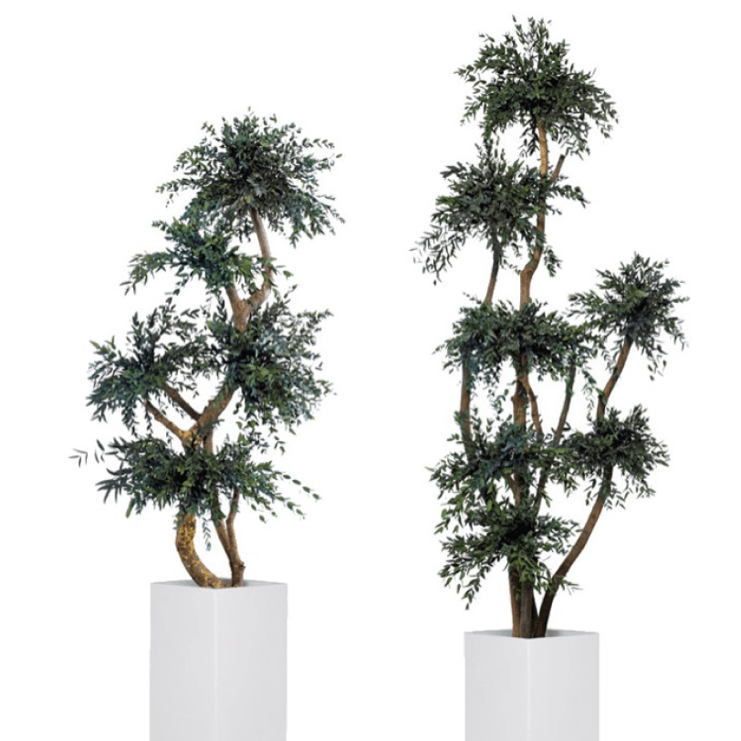 Parvifolia Topiary - Pando