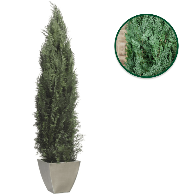 Conifer Columnaris - Pando