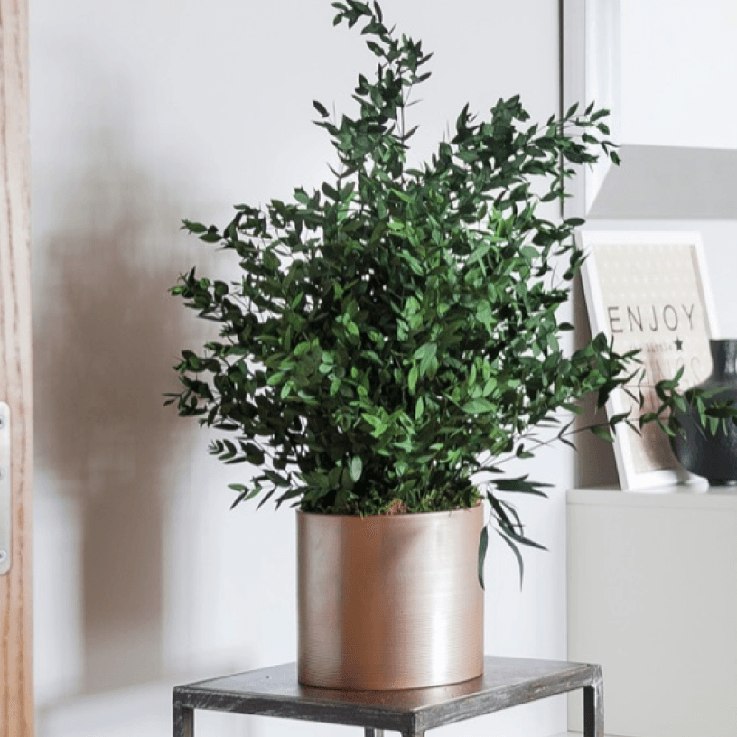 Plante Parvifolia - Pando