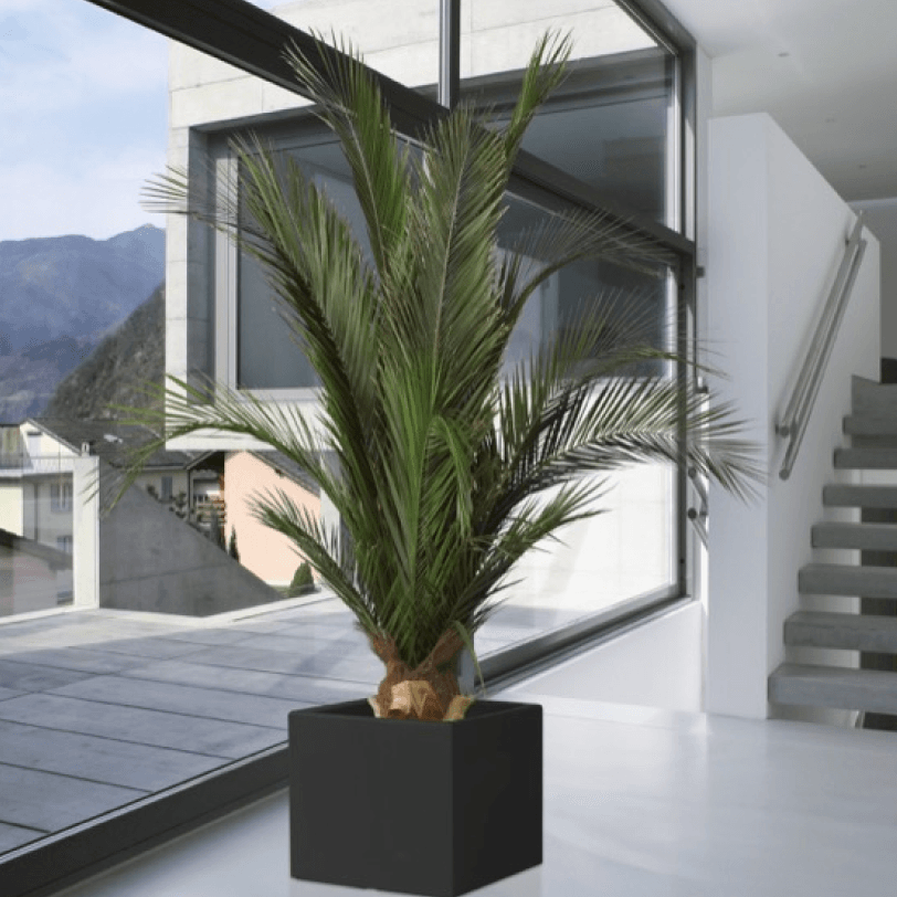 Kit Palmera Base - Pando